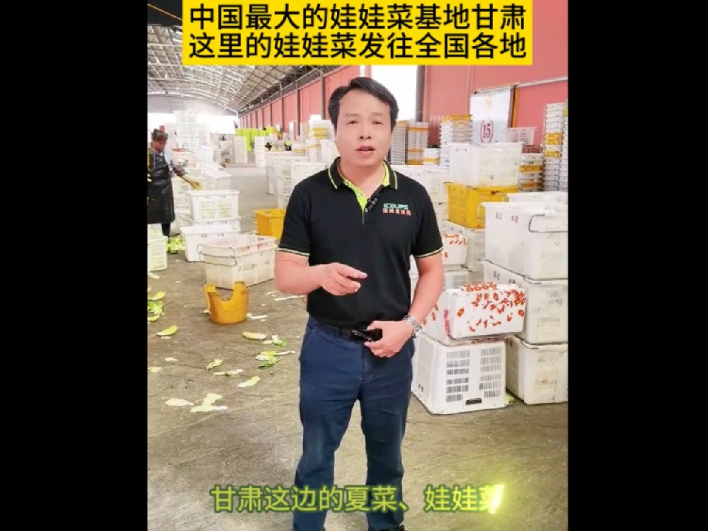 中國最大的娃娃基地甘肅，那里的娃娃菜發(fā)往全國各地
